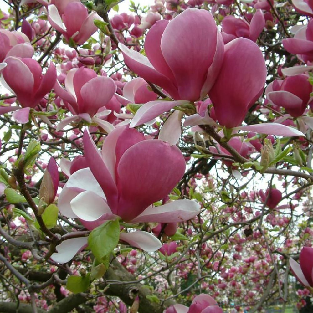 Magnolia roz-inchis Rustica Rubra