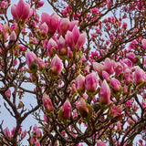 Magnolia roz-inchis Rustica Rubra