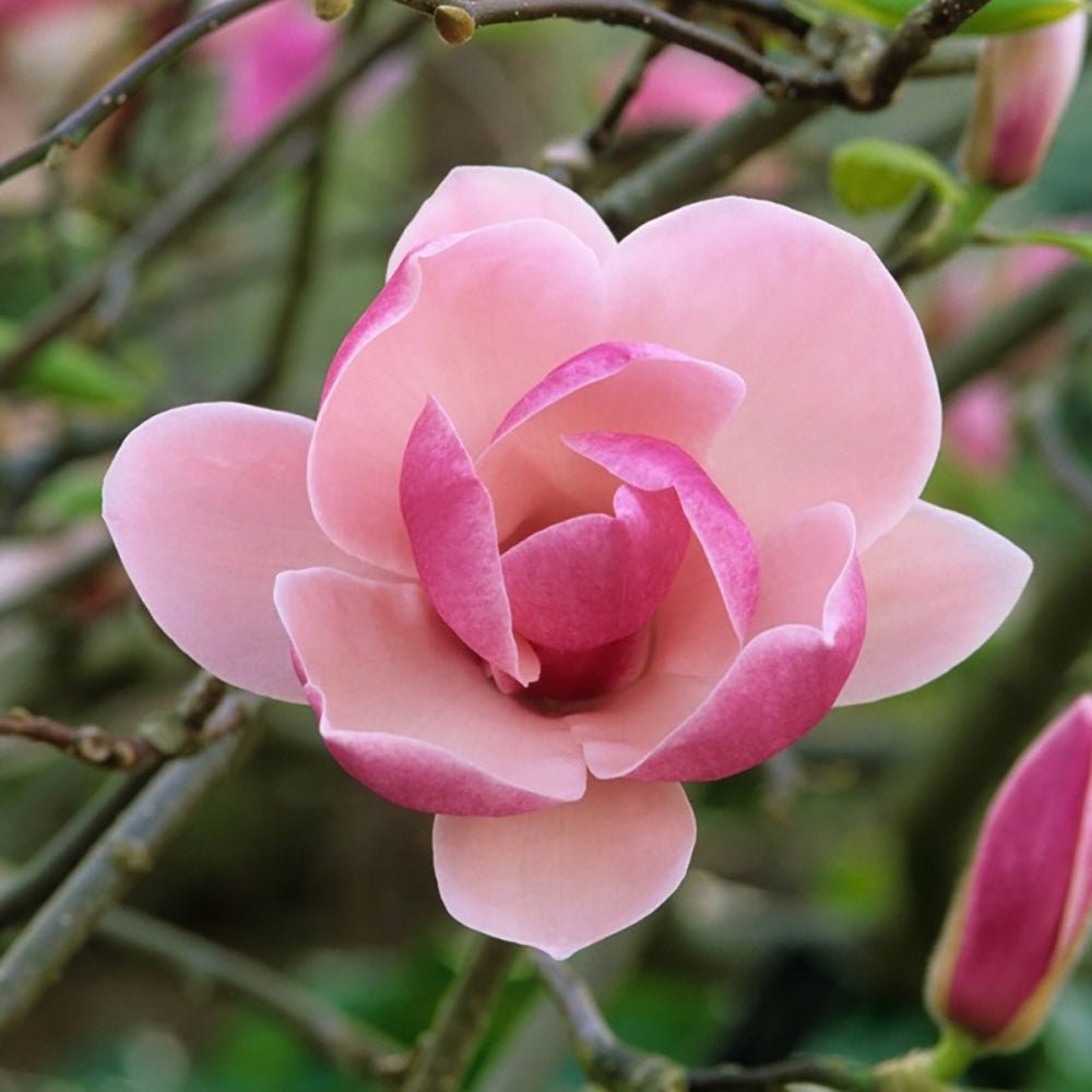 Magnolia roz-inchis Rustica Rubra