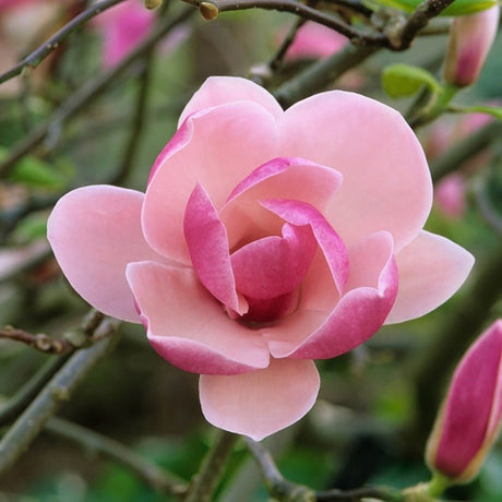 Magnolia roz-inchis Rustica Rubra