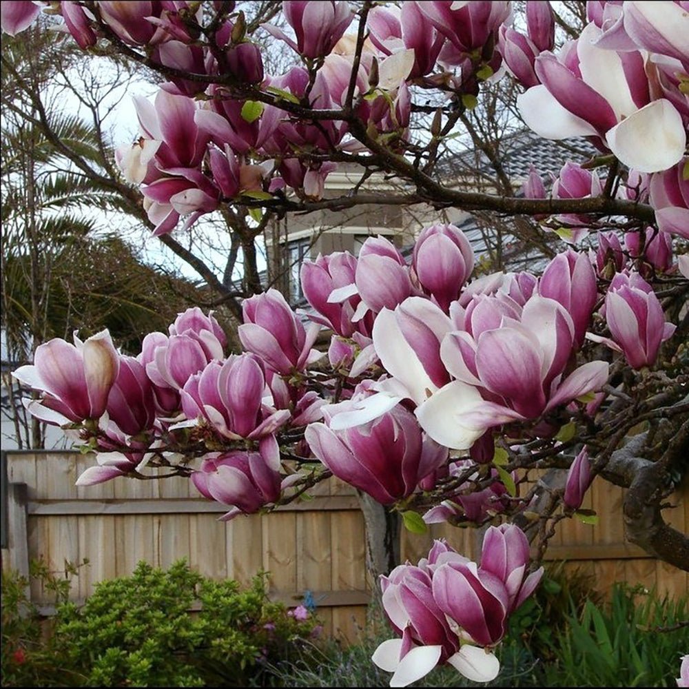 Magnolia roz-inchis Rustica Rubra