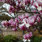 Magnolia roz-inchis Rustica Rubra