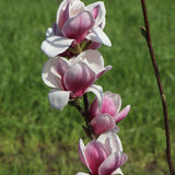 Magnolia soulangeana roz-alba Satisfaction
