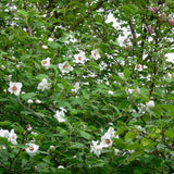 Magnolia Sieboldii cu Flori Albe