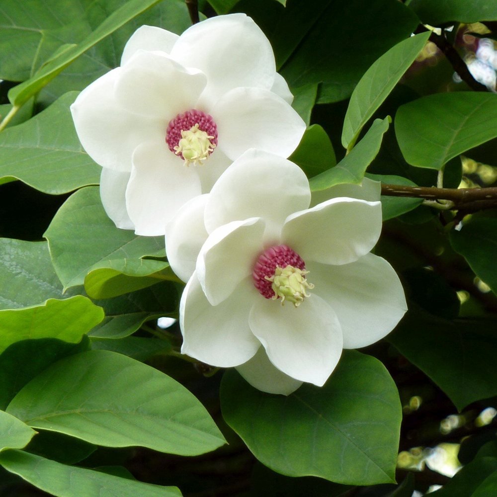 Magnolia Sieboldii cu Flori Albe