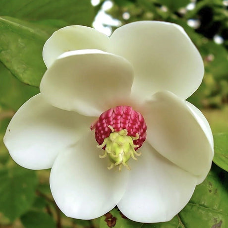 Magnolia Sieboldii cu Flori Albe
