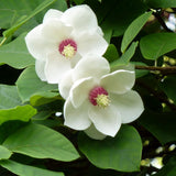 Magnolia Sieboldii cu Flori Albe