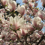 Magnolia roz-alba Soulangeana