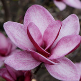 Magnolia purpuriu-alb Starburst