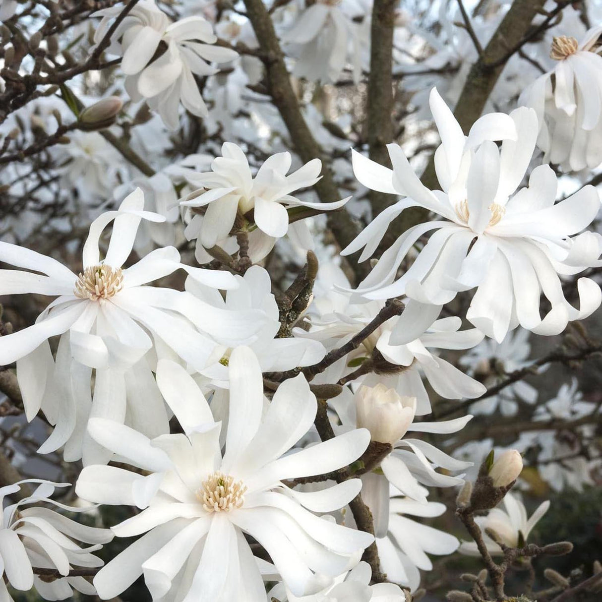 Magnolia alba Stellata