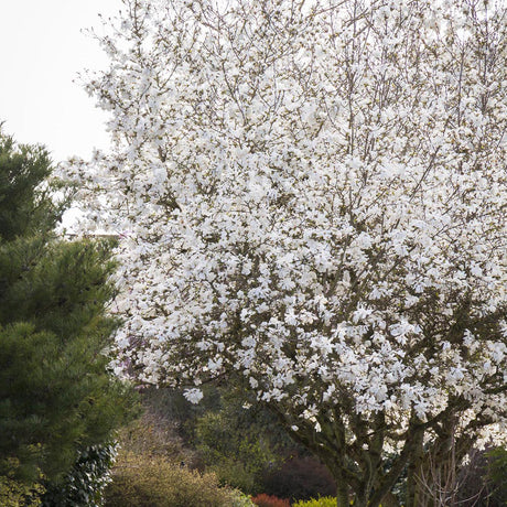 Magnolia alba Stellata