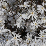 Magnolia alba Stellata