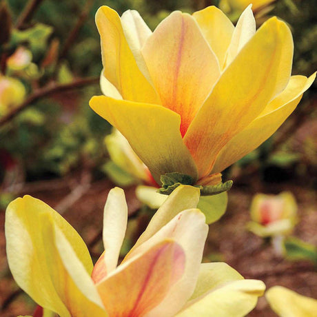 Magnolia Galbena-Alba Sunsation