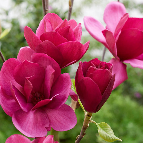 Purple Magnolia Emperor PBR
