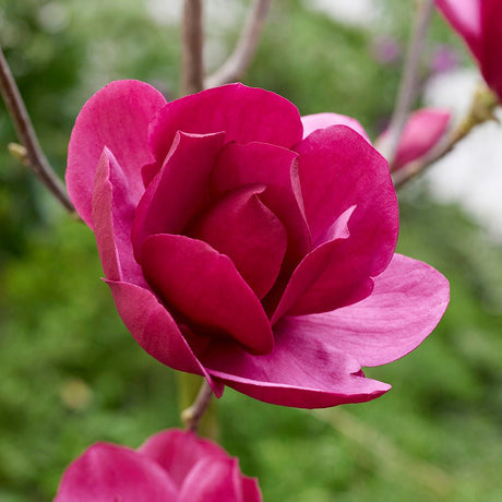 Purple Magnolia Emperor PBR