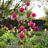 Purple Magnolia Emperor PBR