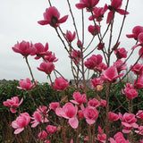 Magnolia Watermelon PBR, flori roz ca pepenele