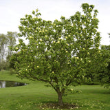 Magnolia galbena Yellow Bird