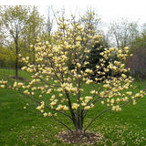 Magnolia Yellow River, flori spectaculoase galbene
