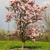 Magnolie soulangeana Heaven Scent, flori parfum intens roz alb, arbust ornamental elegant