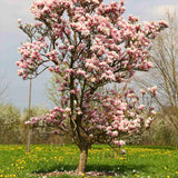 Магнолия soulangeana Heaven Scent, с ароматни розово-бели цветове, елегантен декоративен храст
