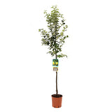 Ябълка (Malus) 'Cotogno' – жълти сладко-кисели плодове, 3-годишно присадено дърво