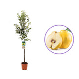 Ябълка (Malus) 'Cotogno' – жълти сладко-кисели плодове, 3-годишно присадено дърво
