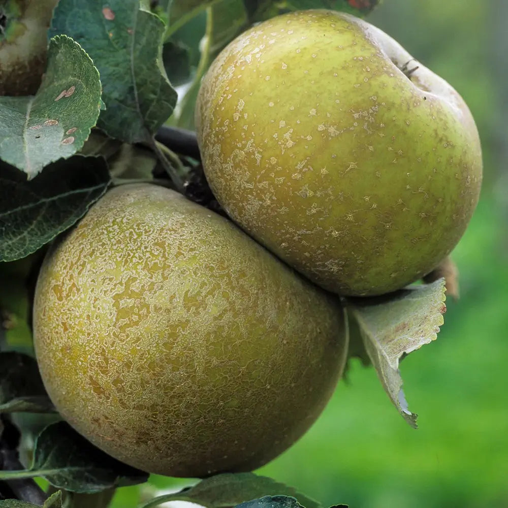 Ябълка (Malus) Renetta Del Canada – сорт с жълто-зелени плодове, 3-годишно дърво на плодоносене