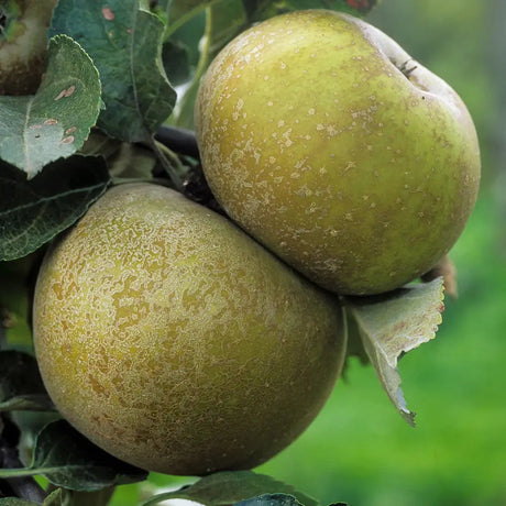 Ябълка (Malus) Renetta Del Canada – сорт с жълто-зелени плодове, 3-годишно дърво на плодоносене