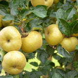 Ябълка (Malus) Renetta Del Canada – сорт с жълто-зелени плодове, 3-годишно дърво на плодоносене