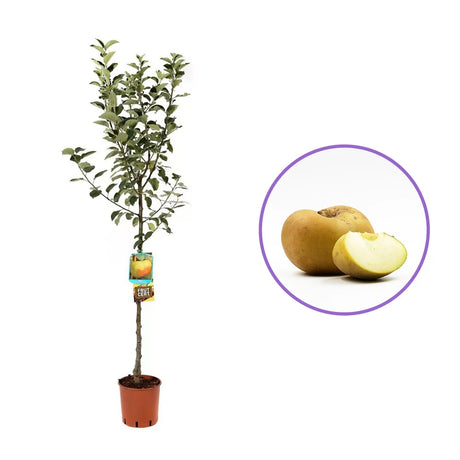Ябълка (Malus) Renetta Del Canada – сорт с жълто-зелени плодове, 3-годишно дърво на плодоносене