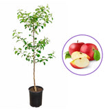 Mar (Malus) Fuji, cu fructe rosii dulci crocante, an 2 pe rod