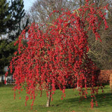 Декоративна ябълка Red Sentinel (Malus), с червени плодове, бяло-розови ароматни цветове и добра студоустойчивост