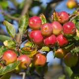 Декоративна ябълка Red Sentinel (Malus), с червени плодове, бяло-розови ароматни цветове и добра студоустойчивост