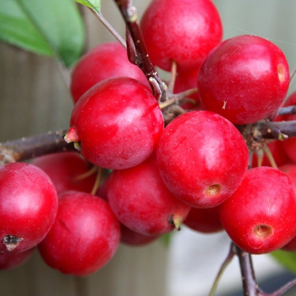Декоративна ябълка Red Sentinel (Malus), с червени плодове, бяло-розови ароматни цветове и добра студоустойчивост