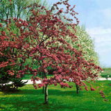 Декоративна ябълка Red Sentinel (Malus), с червени плодове, бяло-розови ароматни цветове и добра студоустойчивост