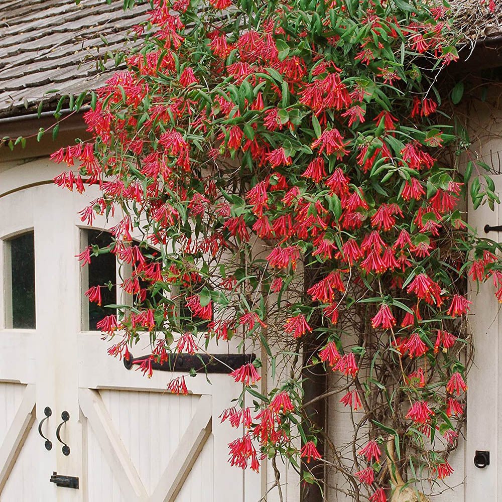 Mana Maicii Domnului/Caprifoi (Lonicera) Dropmore Scarlet, cu flori rosii, cataratoare