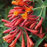 Mana Maicii Domnului/Caprifoi (Lonicera) Dropmore Scarlet, cu flori rosii, cataratoare