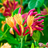 Орлови нокти (Lonicera) Goldflame, катерливо растение с ароматни розово-жълти цветове, бърз растеж