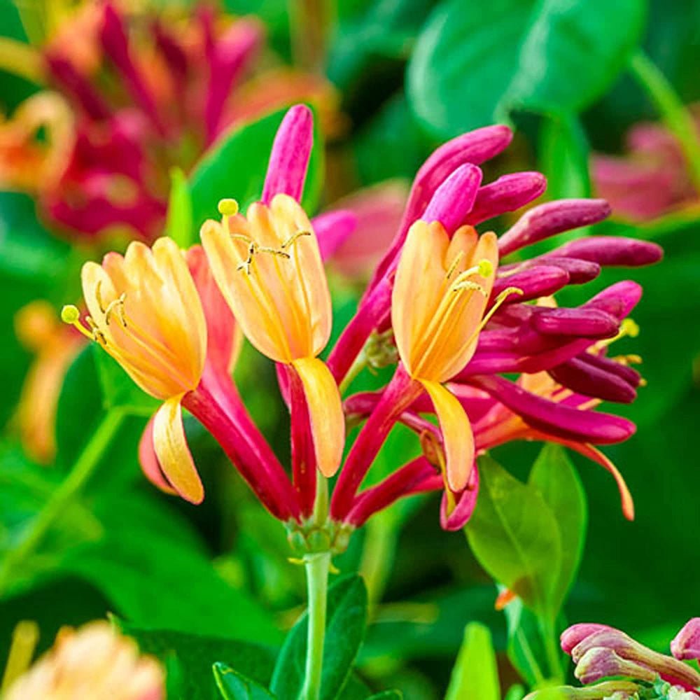 Mana Maicii Domnului/Caprifoi (Lonicera) Goldflame, cu flori roz-violet, cataratoare