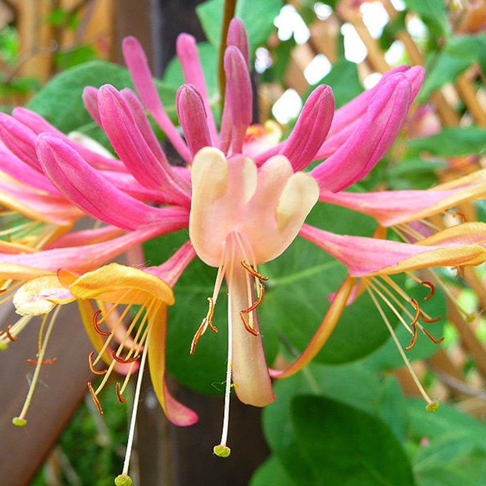 Mana Maicii Domnului/Caprifoi (Lonicera) Goldflame, cu flori roz-violet, cataratoare