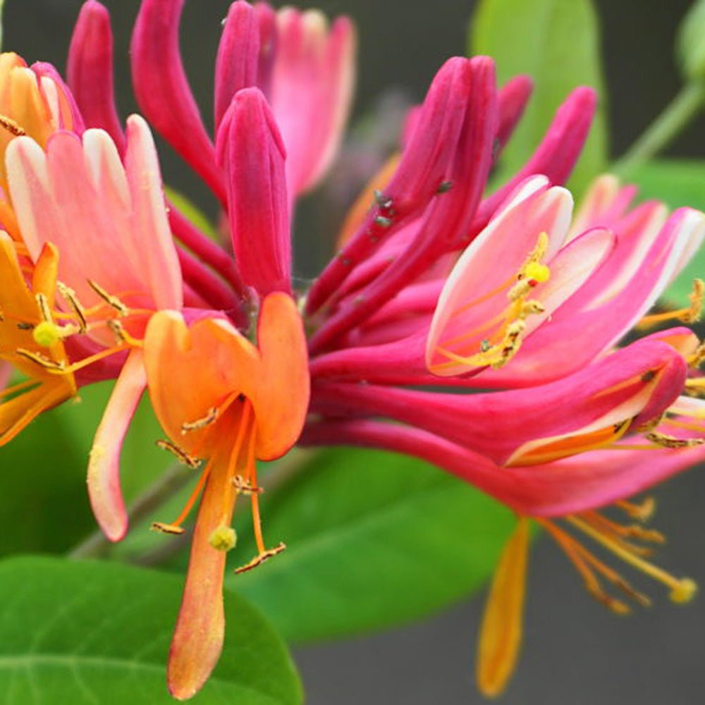 Mana Maicii Domnului/Caprifoi (Lonicera) Goldflame, cu flori roz-violet, cataratoare