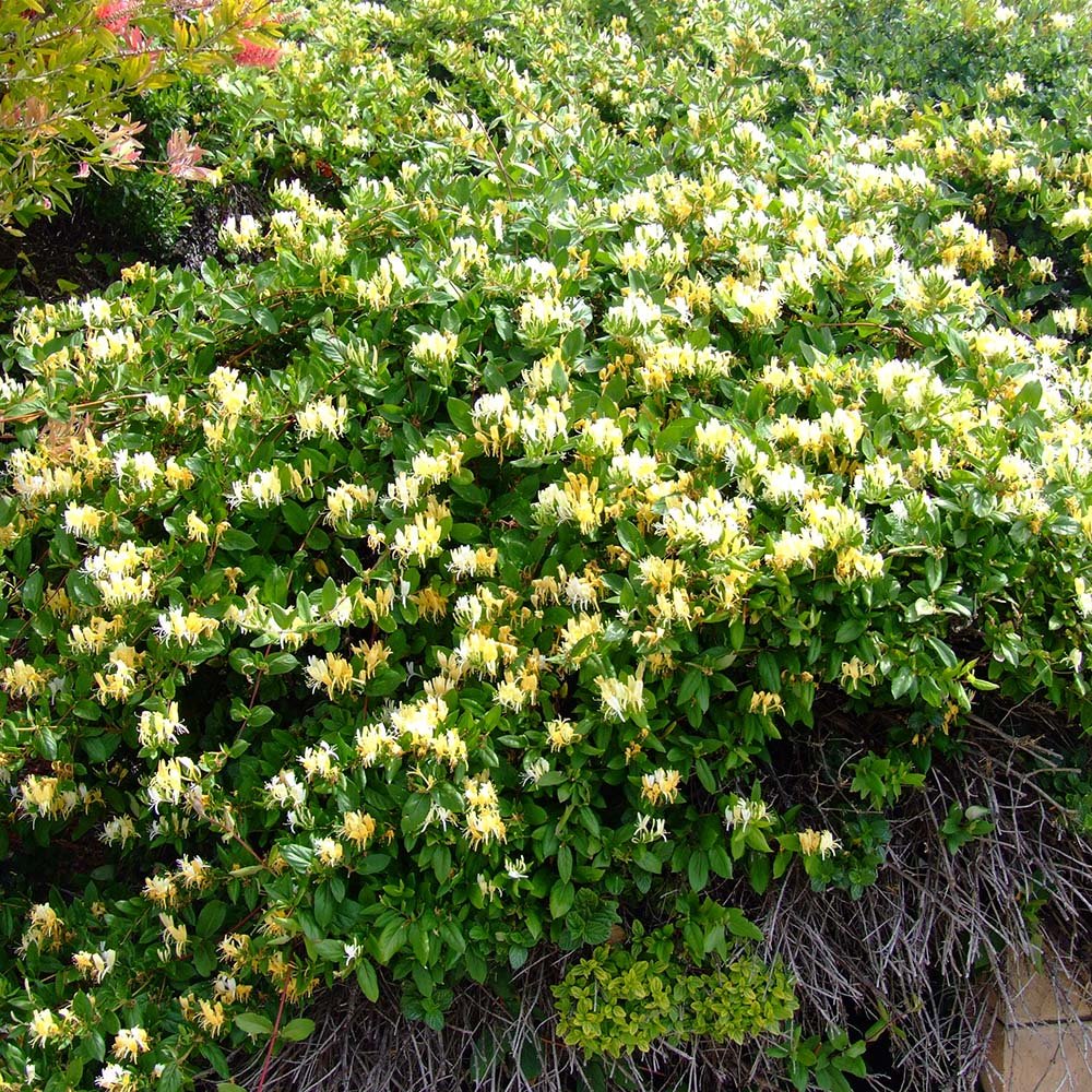 Орлови нокти (Lonicera) Halliana, с двуцветни кремаво-жълти цветове, ароматна, катерлива, вечнозелена, бърз растеж