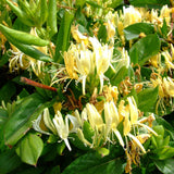 Орлови нокти (Lonicera) Halliana, с двуцветни кремаво-жълти цветове, ароматна, катерлива, вечнозелена, бърз растеж