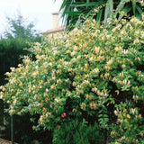Орлови нокти (Lonicera) Halliana, с двуцветни кремаво-жълти цветове, ароматна, катерлива, вечнозелена, бърз растеж