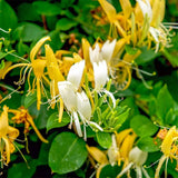 Майчина ръка/Орлови нокти (Lonicera) Halliana, с жълто-бели, катерливи цветя