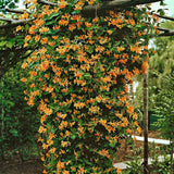 Орлови нокти (Lonicera) Mandarin, с оранжеви цветове, катерлива, ароматна, бързорастяща, декоративна и студоустойчива