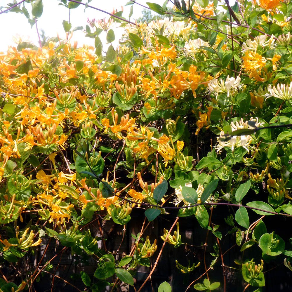 Орлови нокти (Lonicera) Mandarin, с оранжеви цветове, катерлива, ароматна, бързорастяща, декоративна и студоустойчива