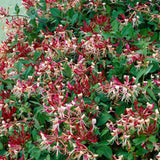 Mana Maicii Domnului/Caprifoi (Lonicera) Serotina, cu flori rosu-inchis-mov, cataratoare