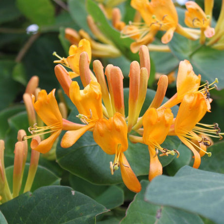 Mana Maicii Domnului/Caprifoi (Lonicera) Tellmaniana, cu flori galbene-aurii, cataratoare